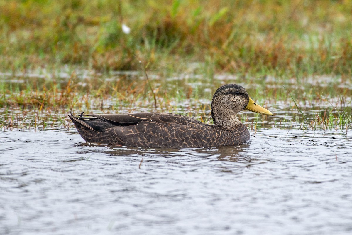 American Black Duck - ML270744011