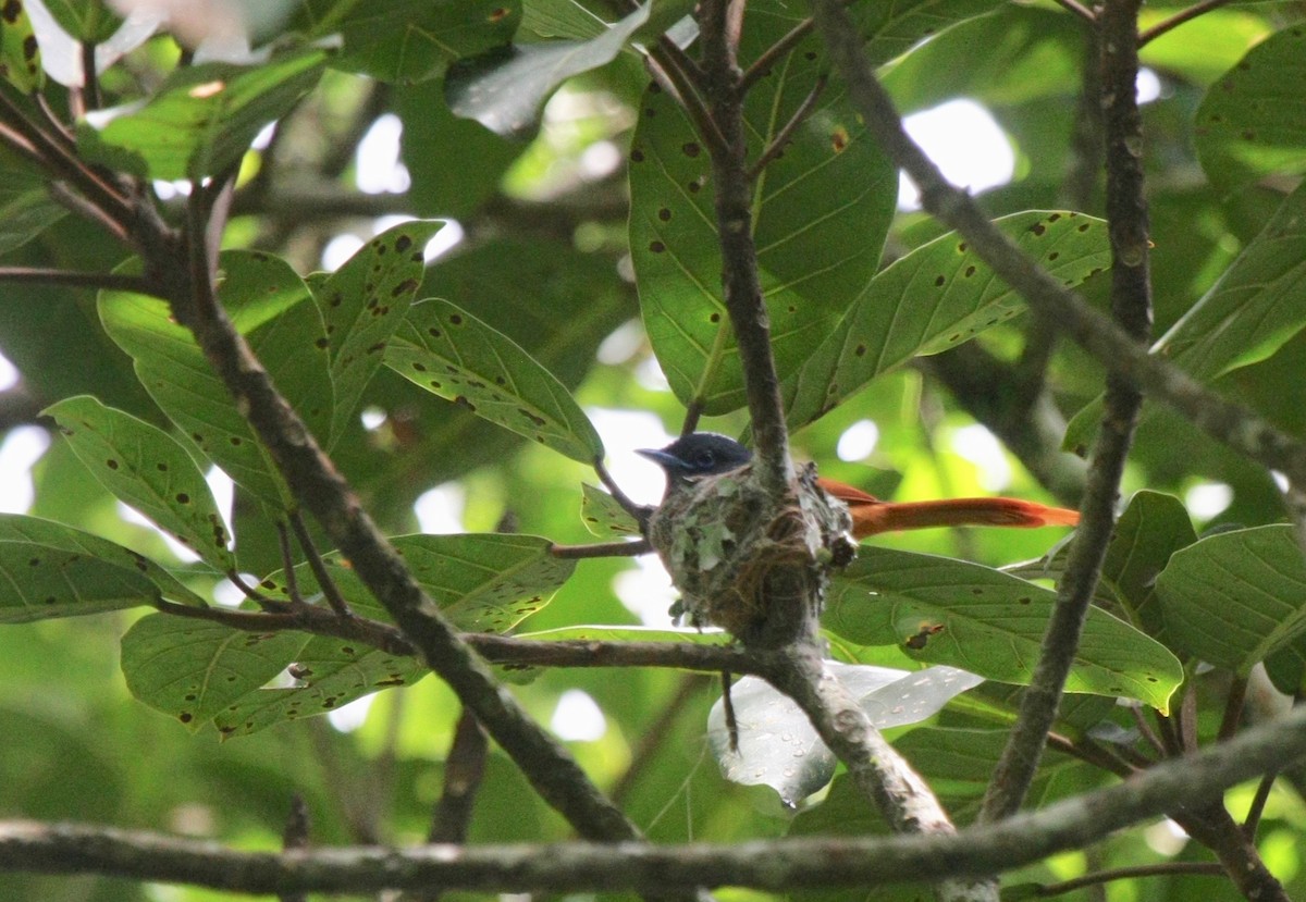 Rufous-vented Paradise-Flycatcher - ML270746591
