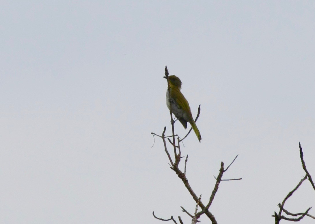 Yellow-necked Greenbul - ML270746641