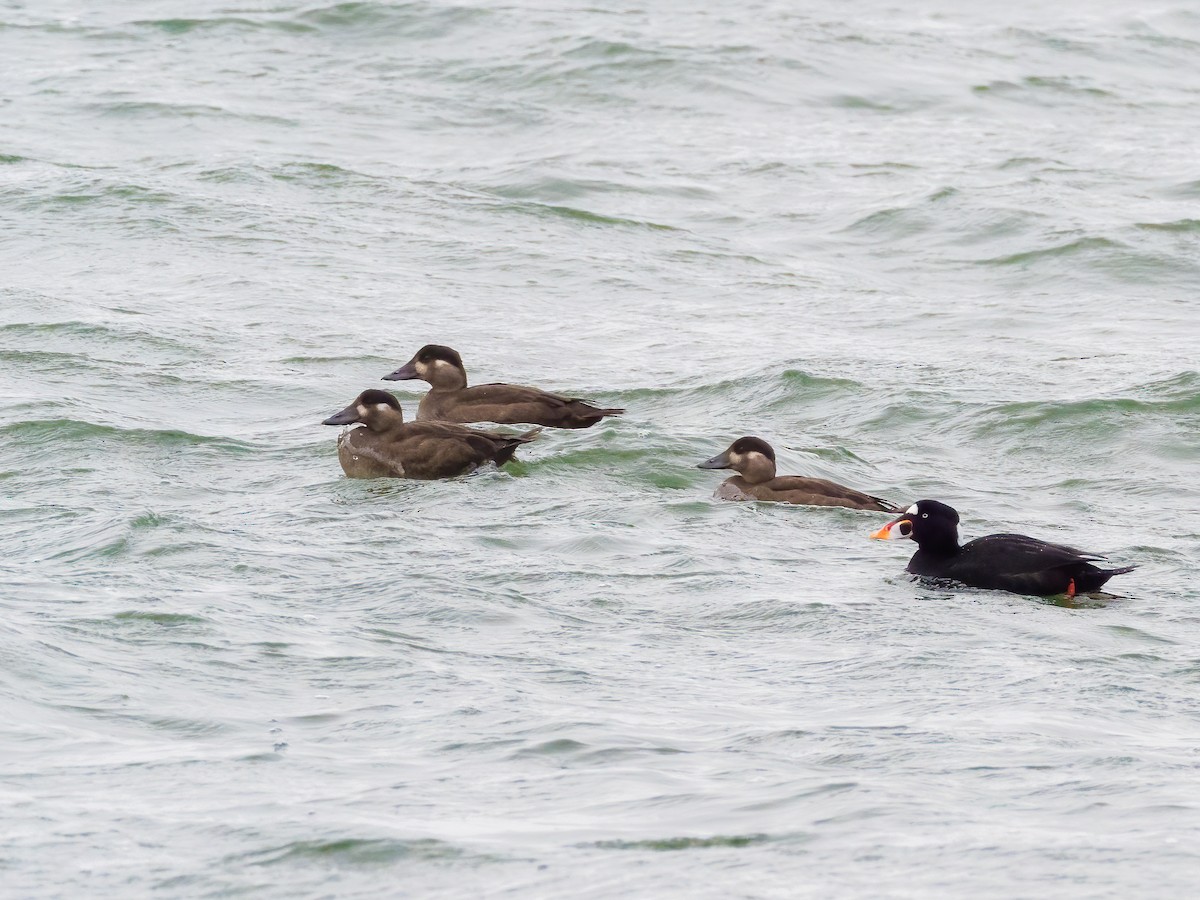 Surf Scoter - Steve Wickliffe