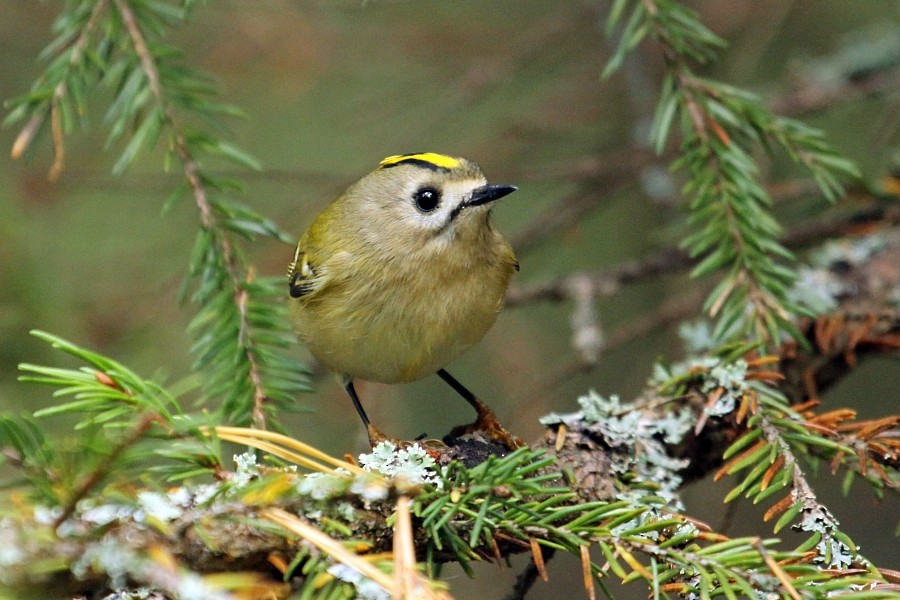 Goldcrest - ML270747471