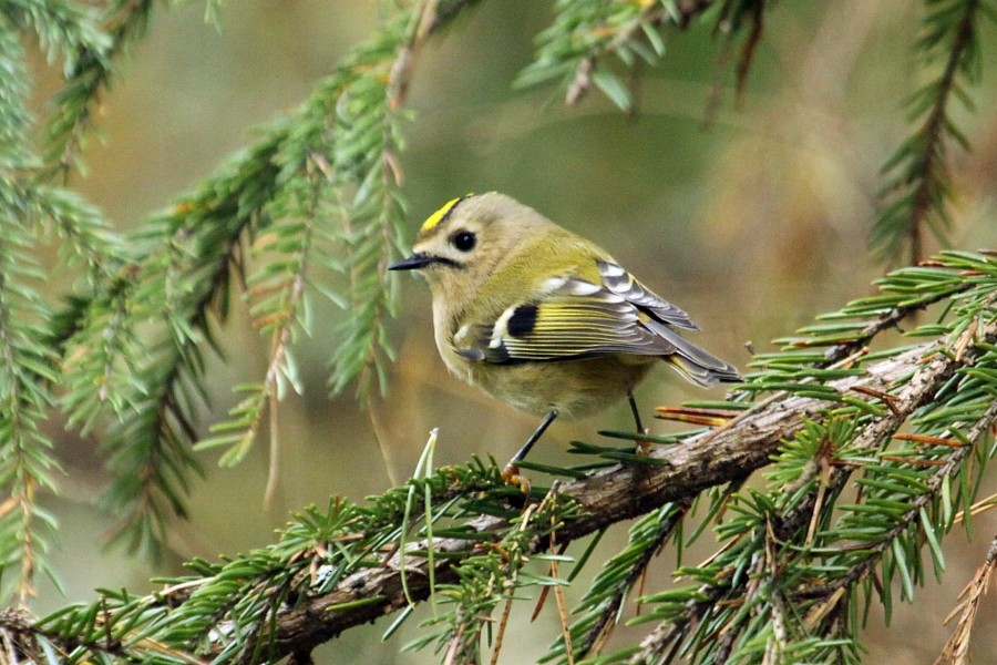 Goldcrest - ML270747501