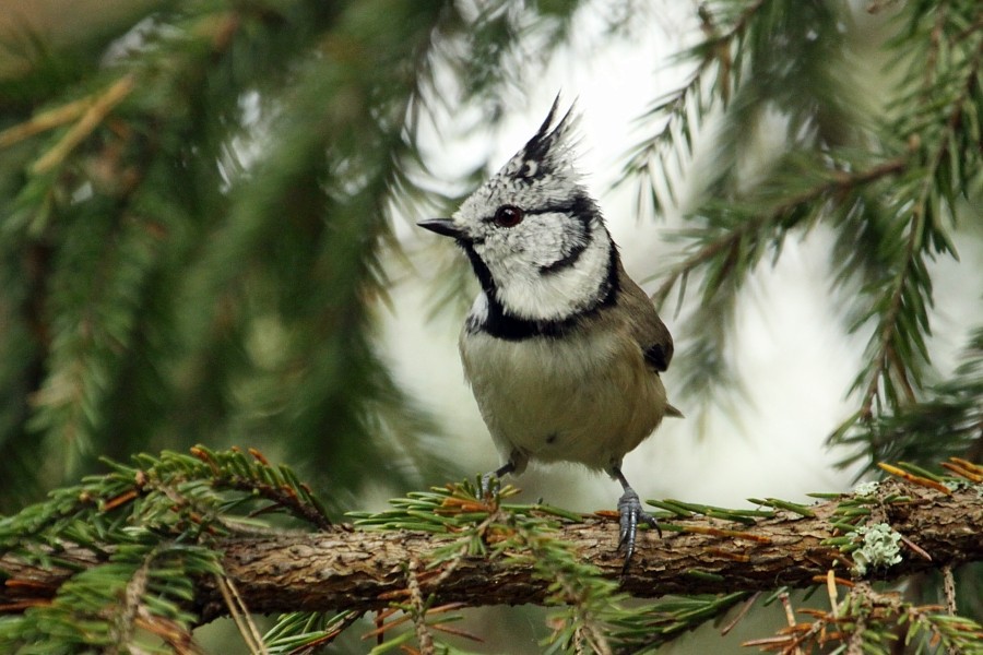 Mésange huppée - ML270747761