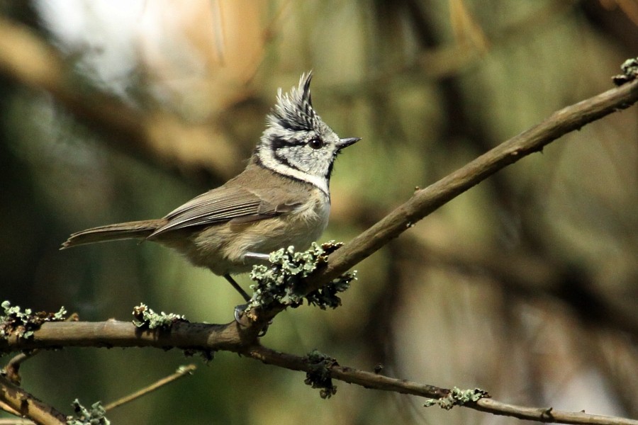 Crested Tit - ML270747801