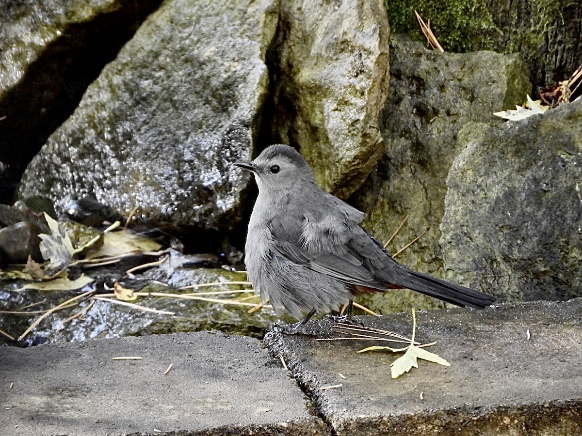 Pájaro Gato Gris - ML270747861