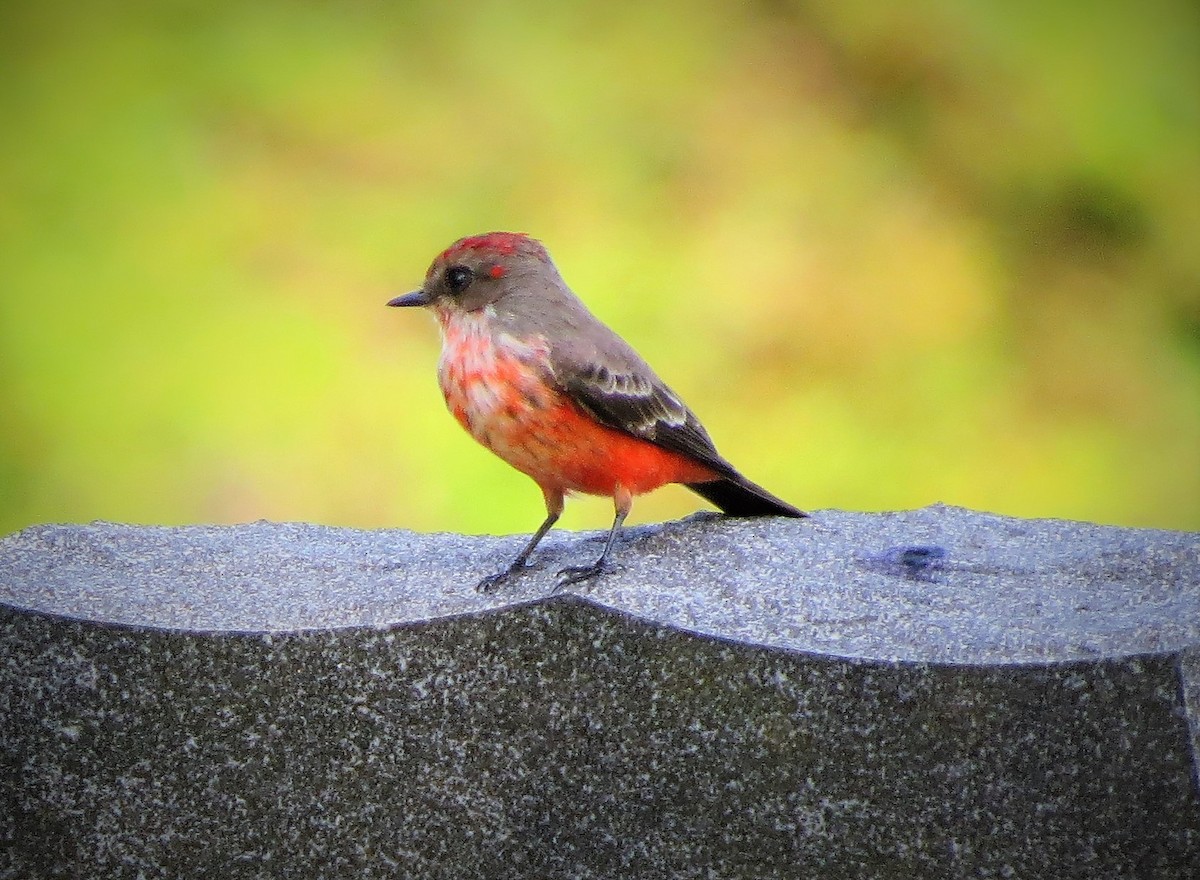 Vermilion Flycatcher - Brian Johnston