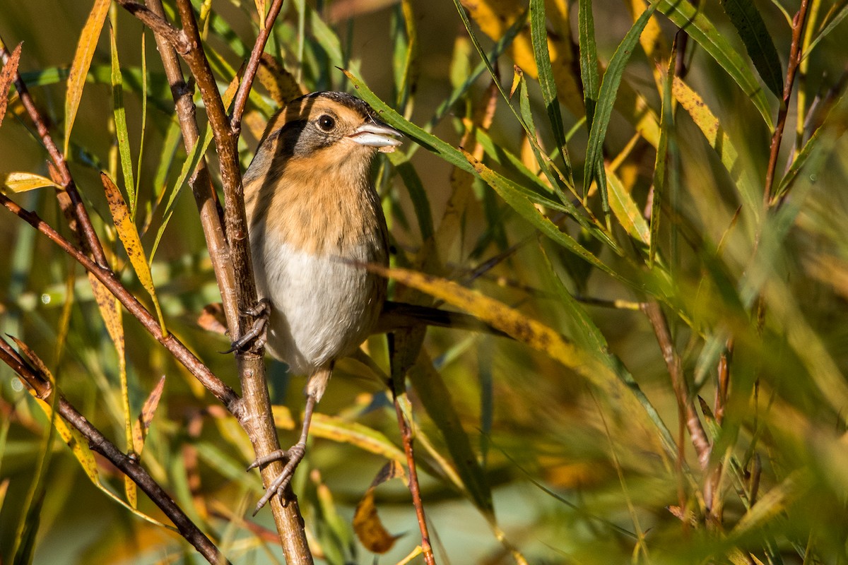 Nelson's Sparrow - Sue Barth