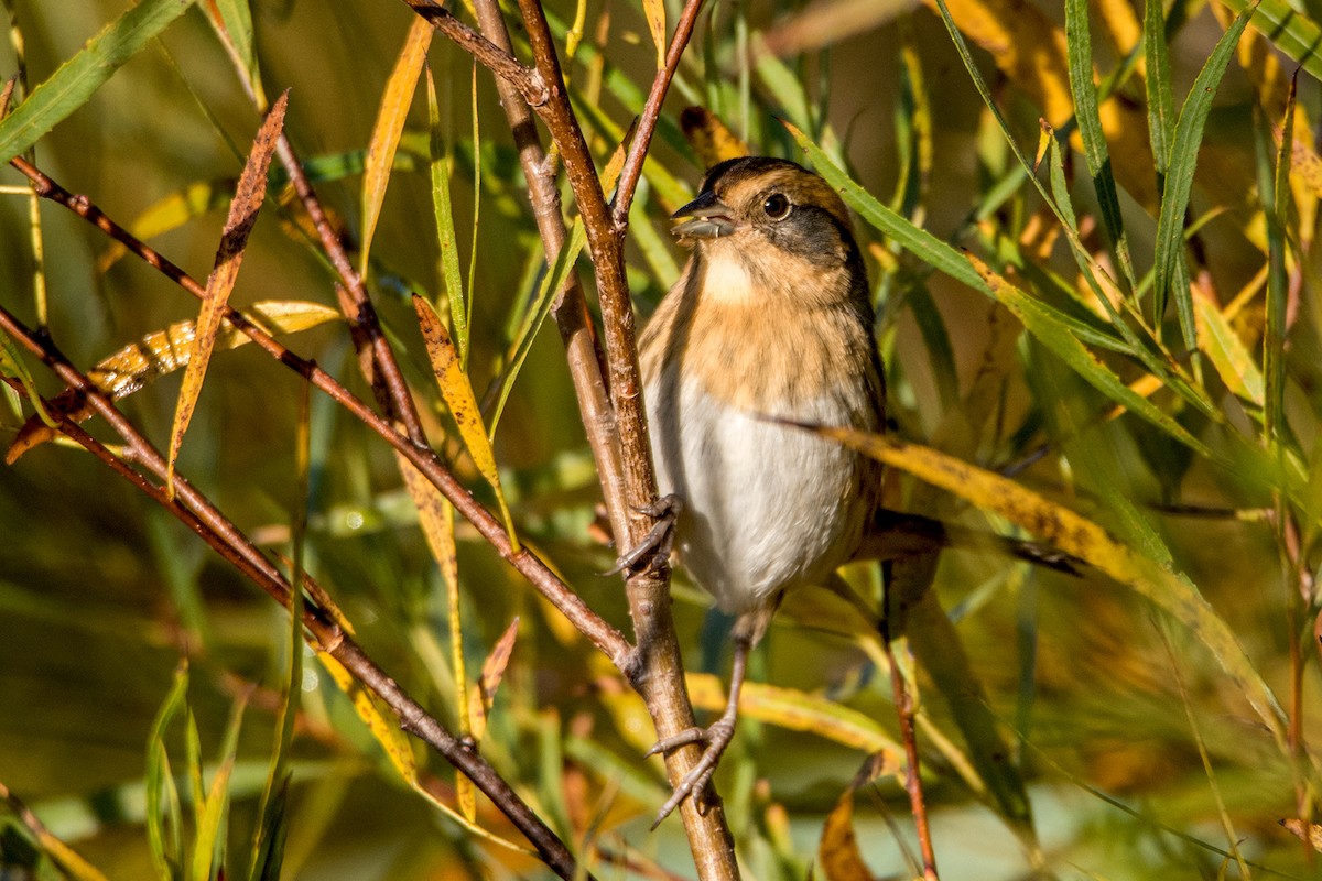 Nelson's Sparrow - Sue Barth