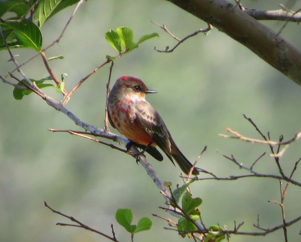 Vermilion Flycatcher - Brian Johnston