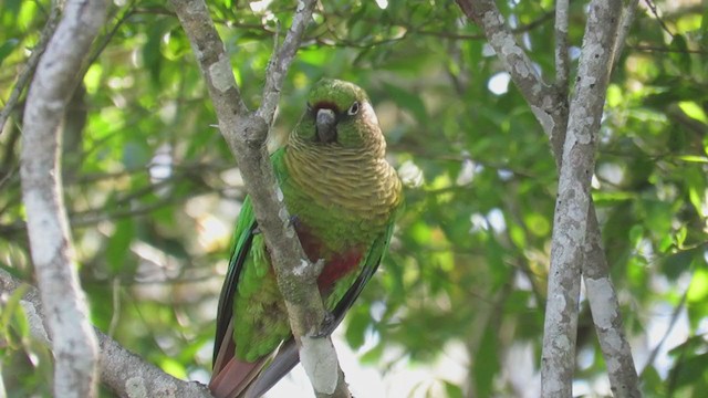 Conure de Vieillot - ML270750171