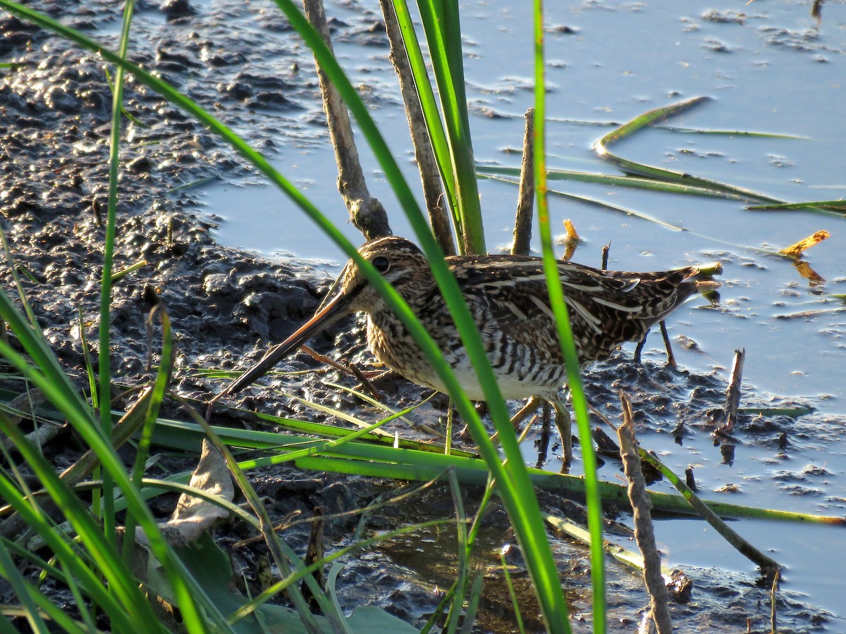 Wilson's Snipe - ML27075021