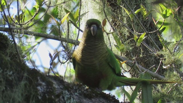 Maroon-bellied Parakeet - ML270750261