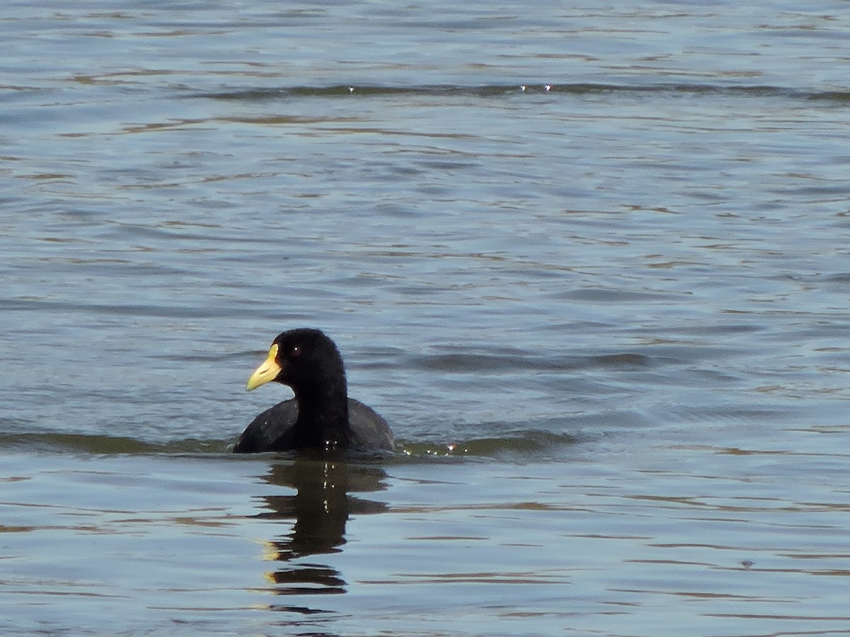 White-winged Coot - ML270751421