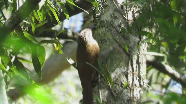 Planalto Woodcreeper - ML270751501