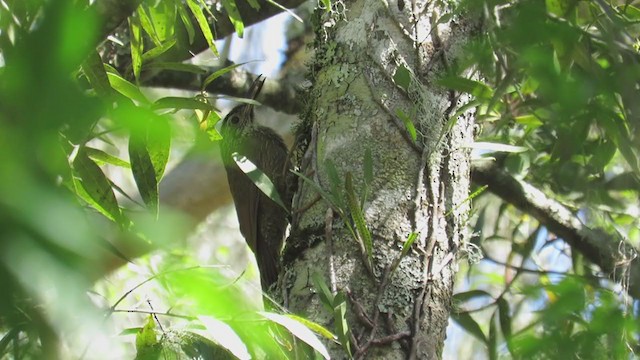 Planalto Woodcreeper - ML270752031