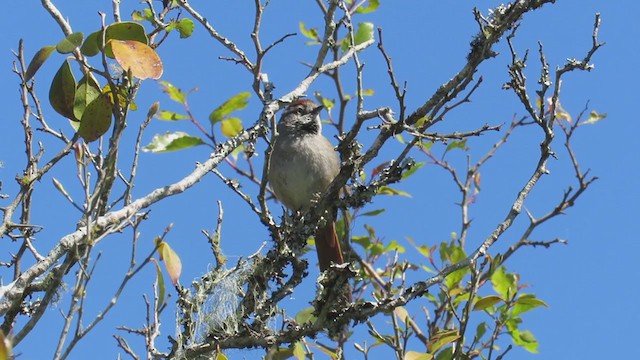 Sooty-fronted Spinetail - ML270752401