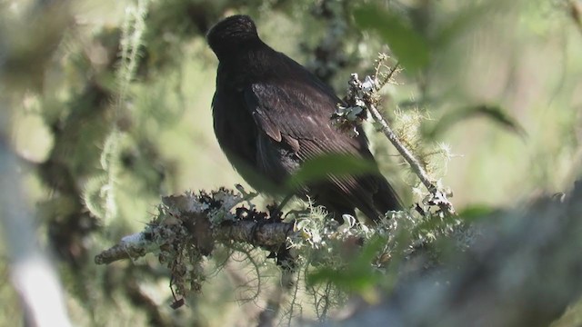 Blue-billed Black-Tyrant - ML270752911