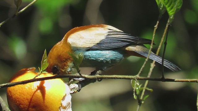 Chestnut-backed Tanager - ML270753221