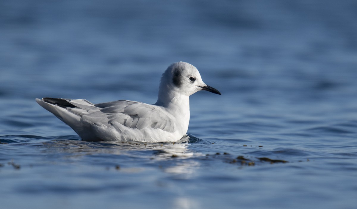 Bonaparte's Gull - ML270753711