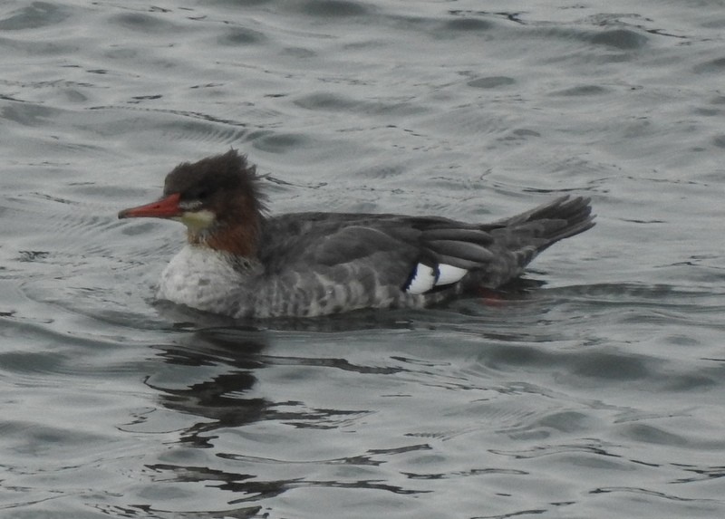 Common Merganser - ML270753871