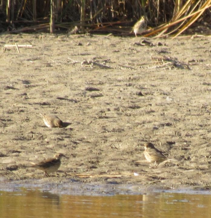 American Pipit - ML270753981