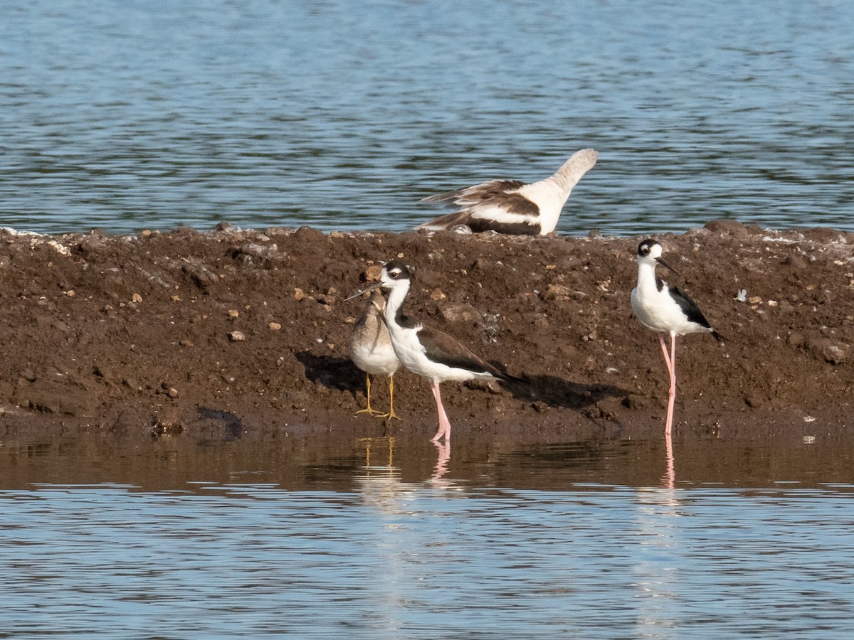 Black-necked Stilt - Chris Fischer