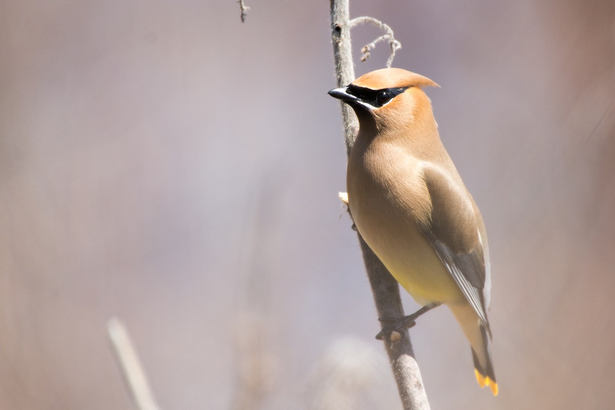 Cedar Waxwing - Jean-Sébastien Guénette