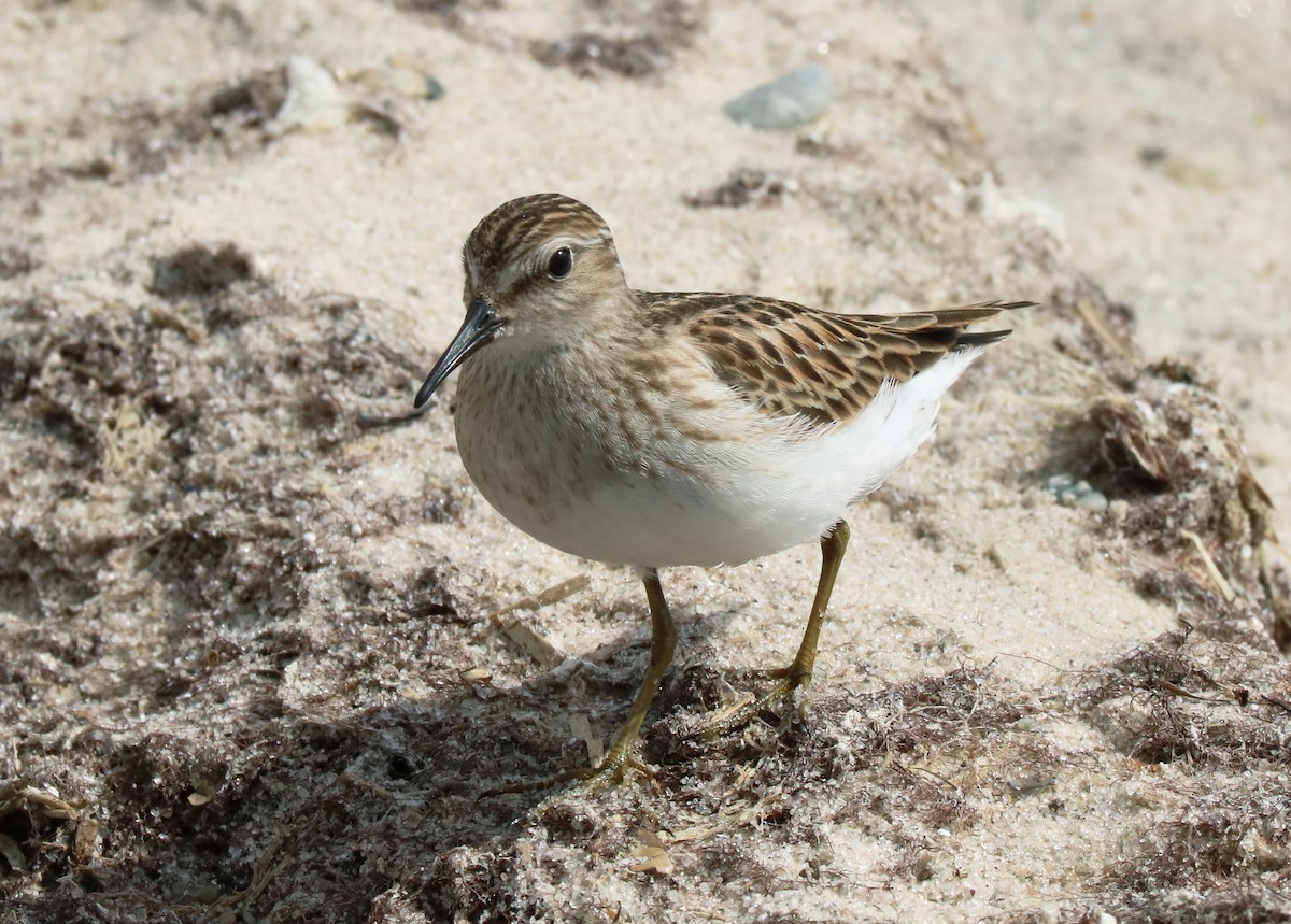 Least Sandpiper - ML270754751