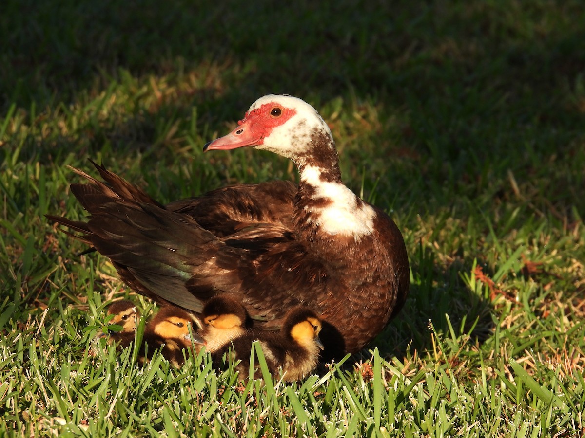 Muscovy Duck (Domestic type) - ML270756921