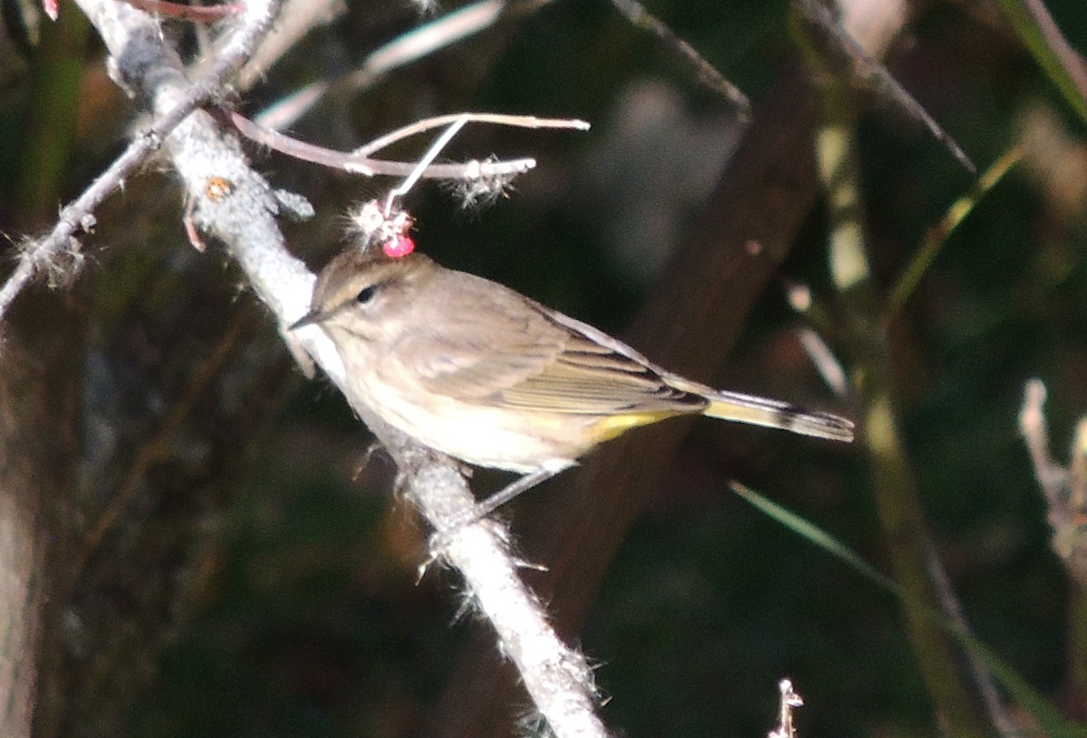 Palm Warbler - ML270757331