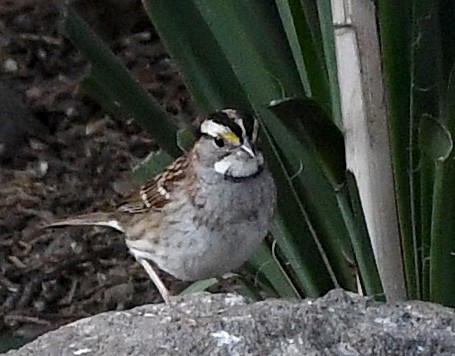 White-throated Sparrow - Bob Sizoo
