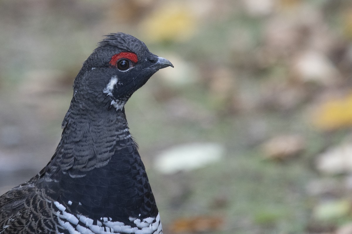 Spruce Grouse - Reed Robinson