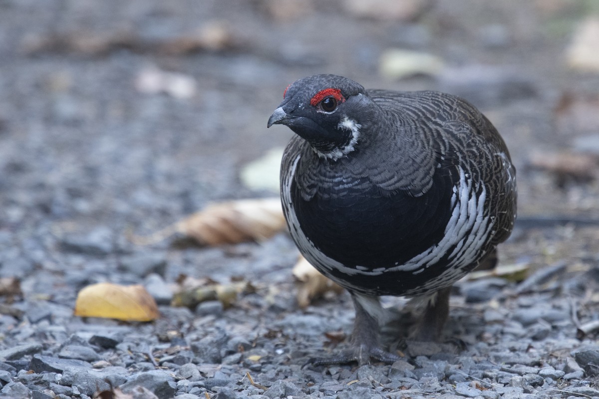 Spruce Grouse - Reed Robinson