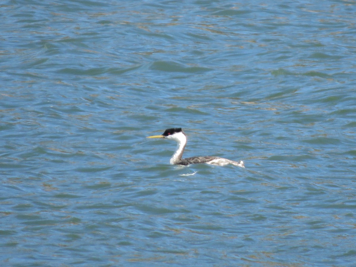 Western Grebe - ML270760811