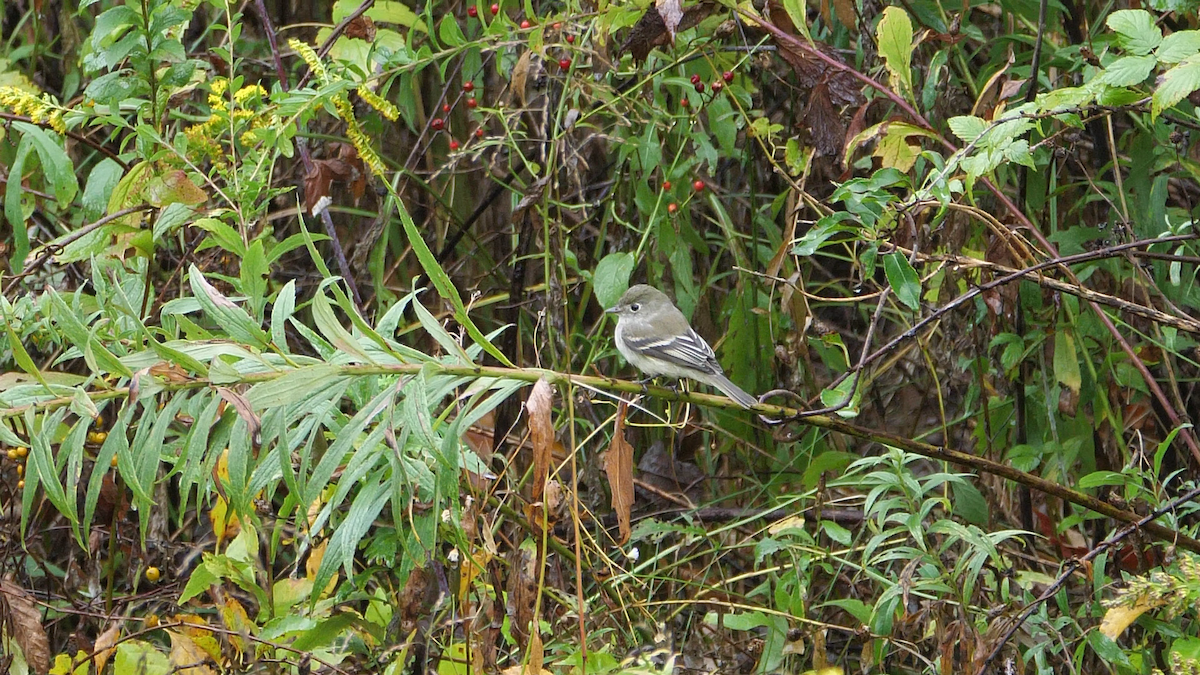 Least Flycatcher - Chris Chappell