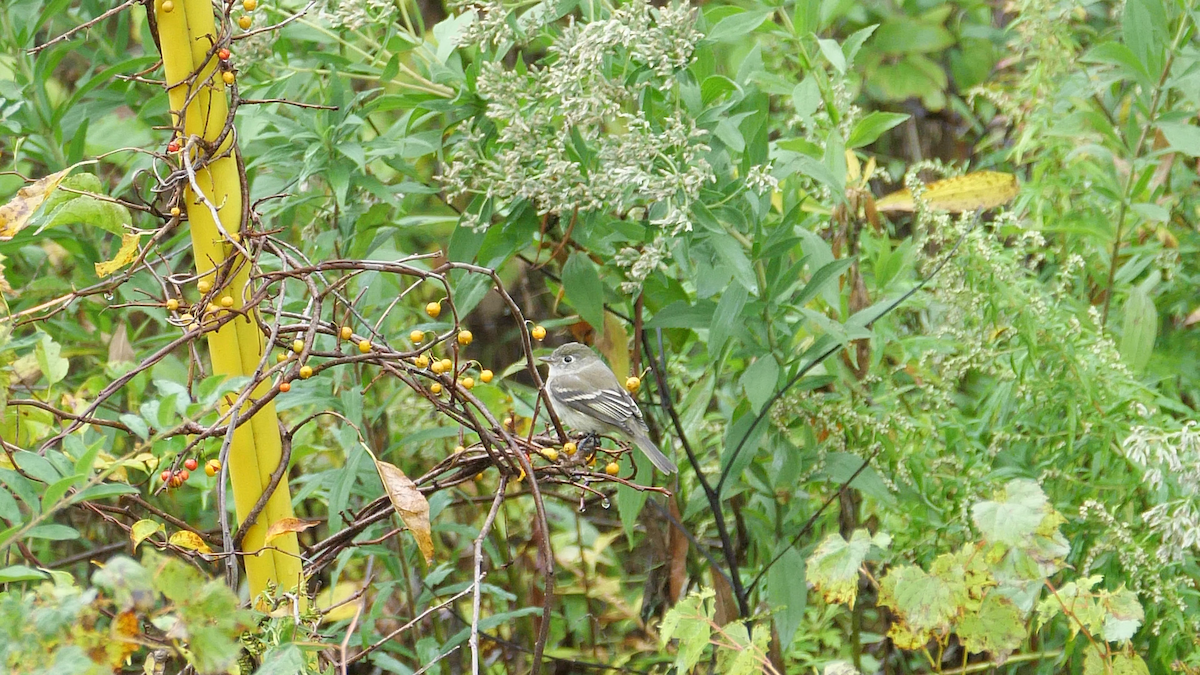 Least Flycatcher - Chris Chappell