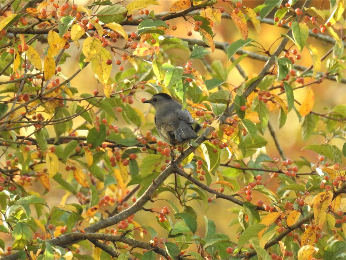 Gray Catbird - James Holsinger