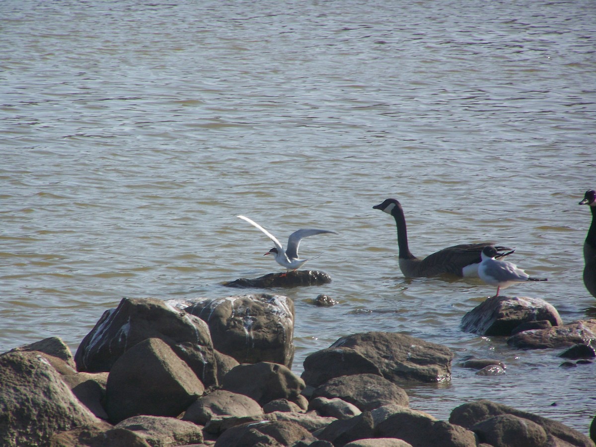 rybák severoamerický - ML27076281