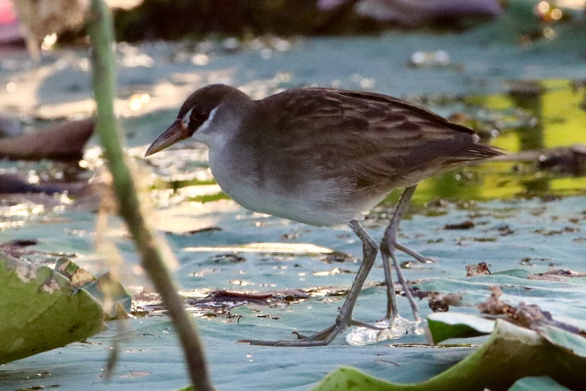 White-browed Crake - ML270763391