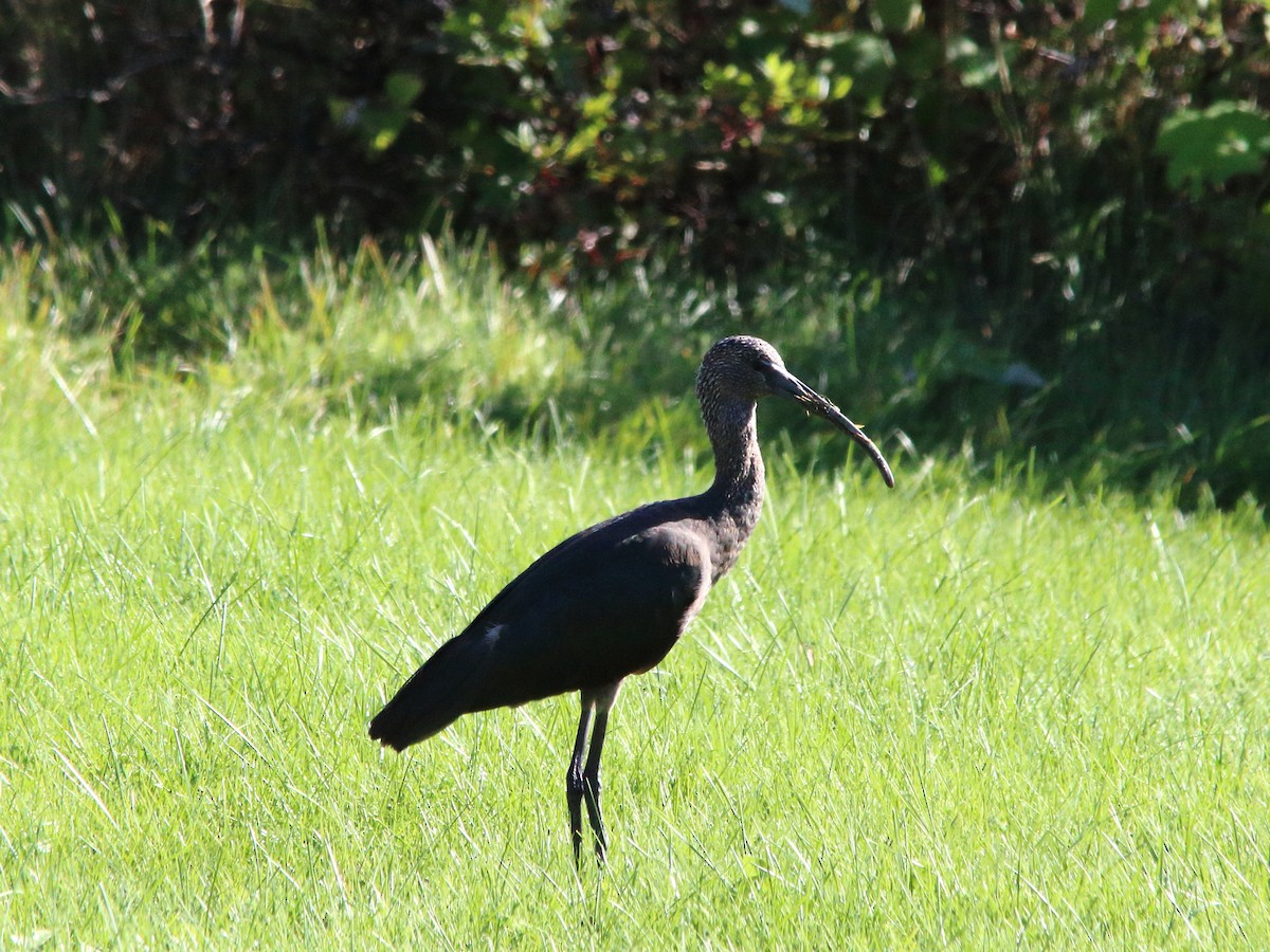 ibis hnědý - ML270764211