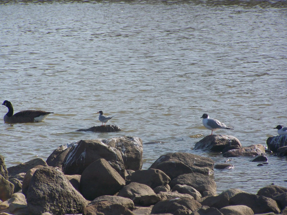 rybák severoamerický - ML27076501