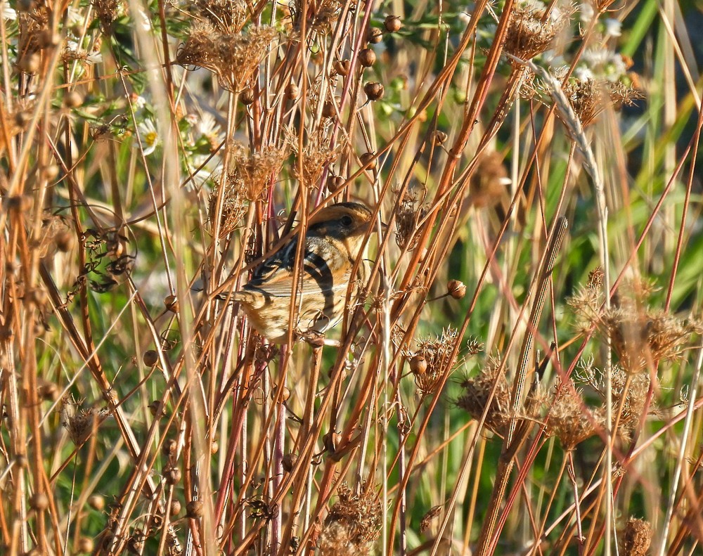 Nelson's Sparrow - Brian Tinker