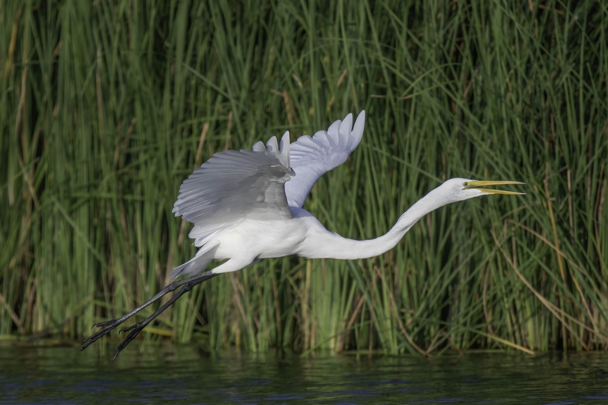 Great Egret - Robert Michaelson