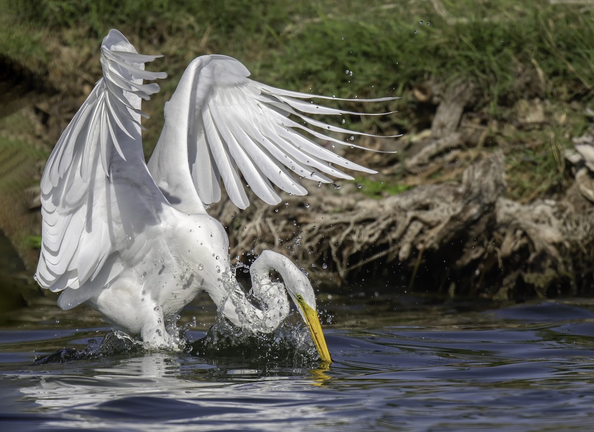 Great Egret - ML270765391