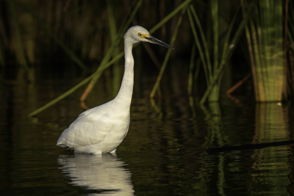 Snowy Egret - Robert Michaelson