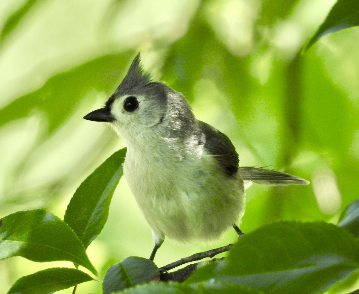 Tufted Titmouse - ML270768671