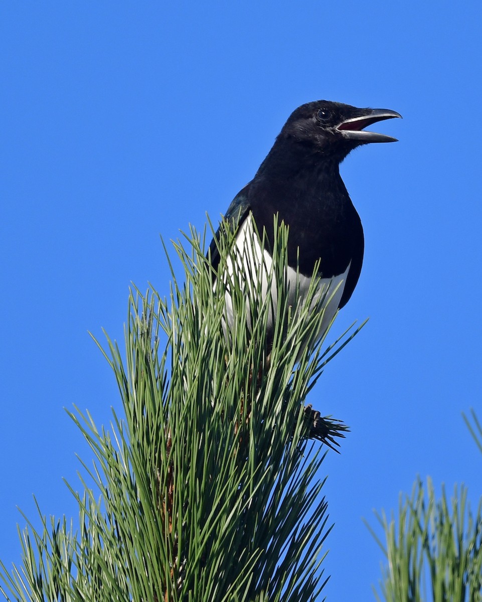 Black-billed Magpie - Richard Taylor