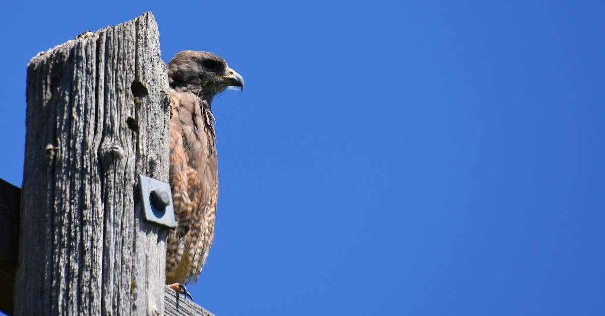 Swainson's Hawk - ML270769691