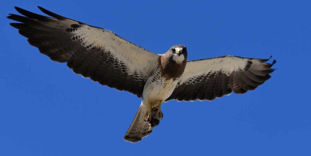 Swainson's Hawk - ML270769881