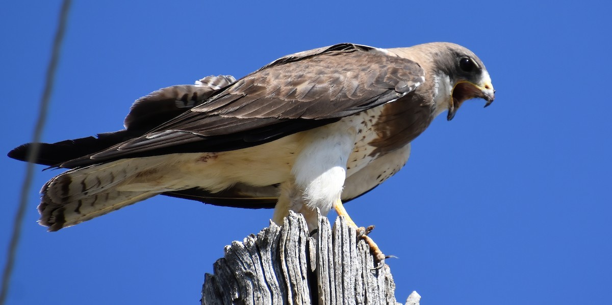 Swainson's Hawk - ML270770051